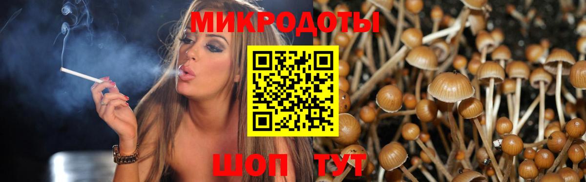 Псилоцибиновые грибы Psilocybe  Таганрог 